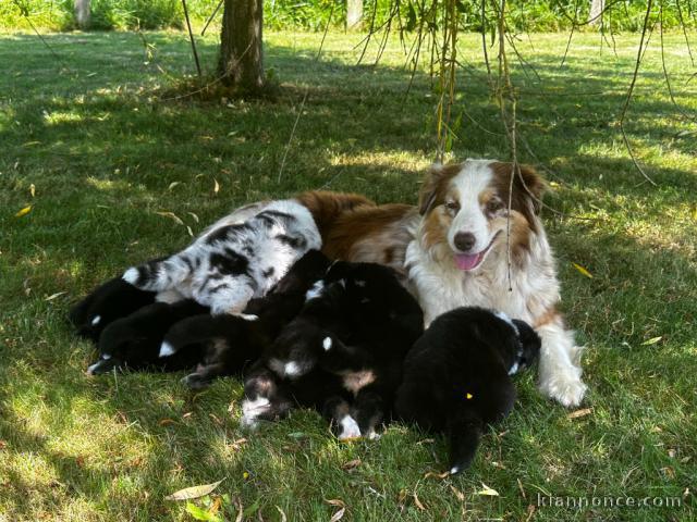 chiots berger australien disponible 