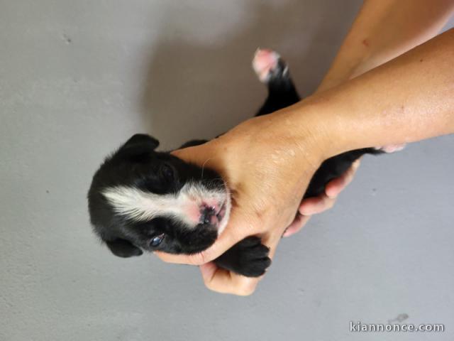 chiots boxer à donner 