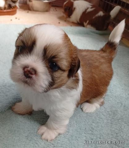 chiots Shih Tzu à donner 