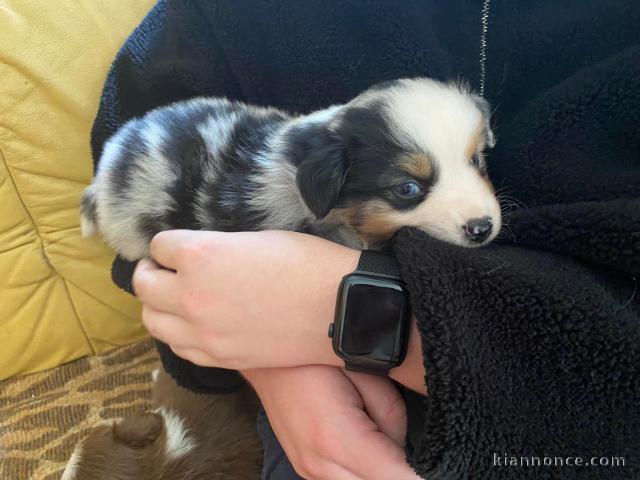 Bébé chiot berger australien lof 