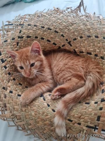 chaton roux a donner 