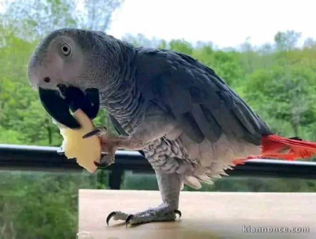 Perroquet gris du Gabon à donner 