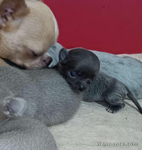 chien chihuahua femelle a donner 