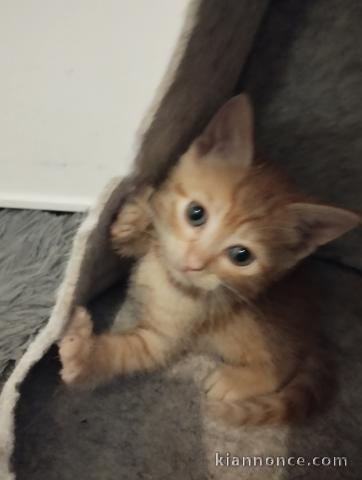 Chaton disponible à adopter 