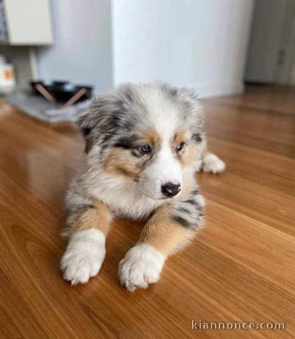 Je donne chiot berger australien disponible 