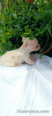 chiots chihuahua femelle a donner 