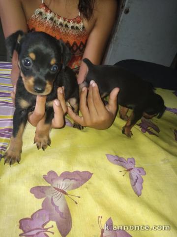 chiots pinscher nain disponible à adopter 