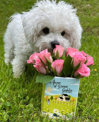 chiot bichon maltais à adopter 