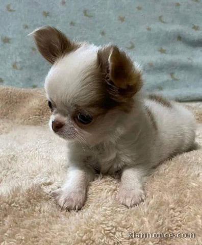 Je donne chiot chihuahua femelle 