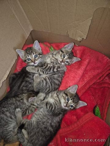 Adoption chatons disponible 