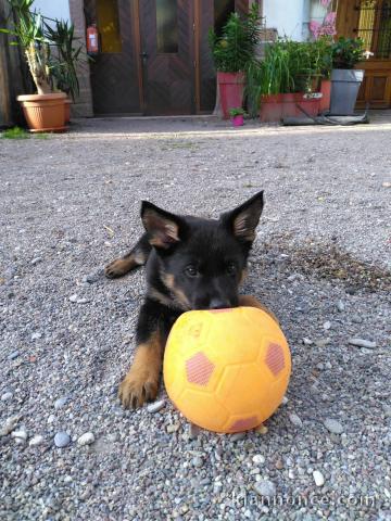 Je donne chiot berger allemand 