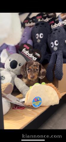 Chiot Teckel alerquin a donner 