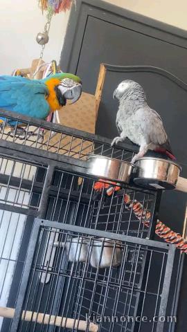 Perroquet gris du Gabon disponible 