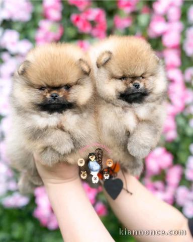 Chiots spitz nain disponible 