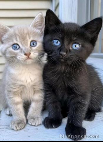 Je donne chaton disponible 