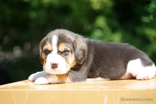 Je donne chiot beagle disponible 