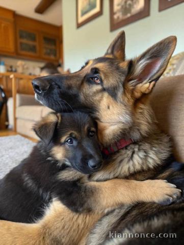 Je donne chiot berger allemand 