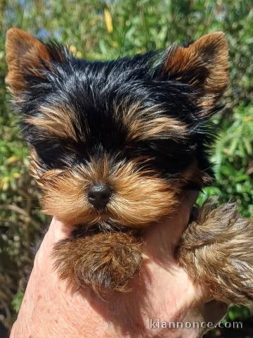 Chiots York disponible 