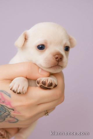 Je donne chiot chihuahua disponible 