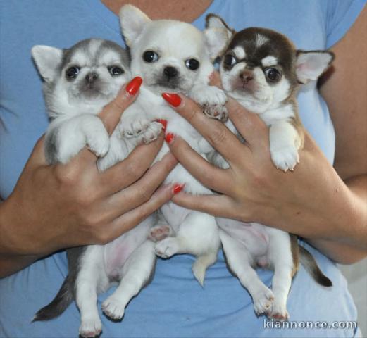Je donne chiot chihuahua disponible 