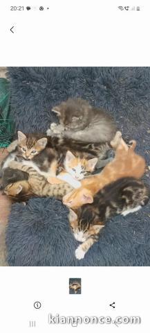 Chaton Maine coon à donner 