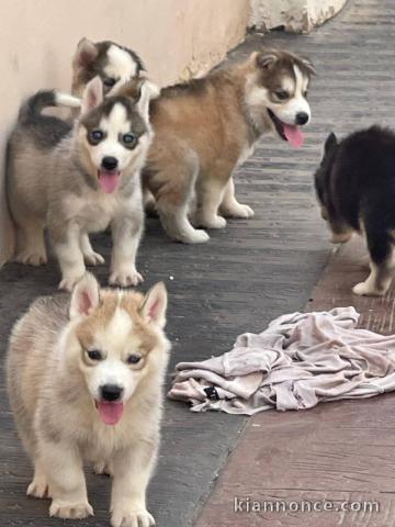 Chiots husky sibérien à donner 