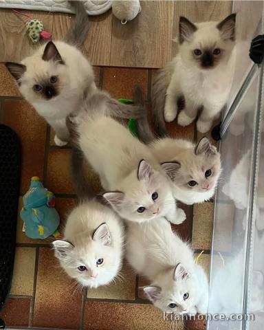 Je donne chaton sacré brimanie 