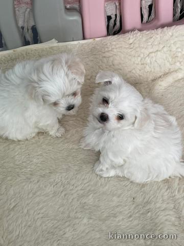 chiot bichon maltais mâle a donner 
