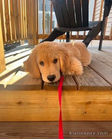 chiots golden retriever mâle a donner 