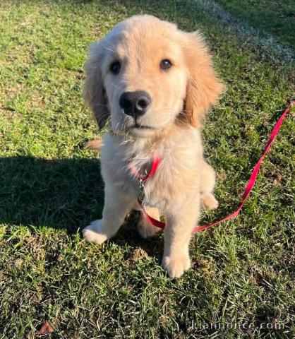 Chiots golden retriever mâle a donner 