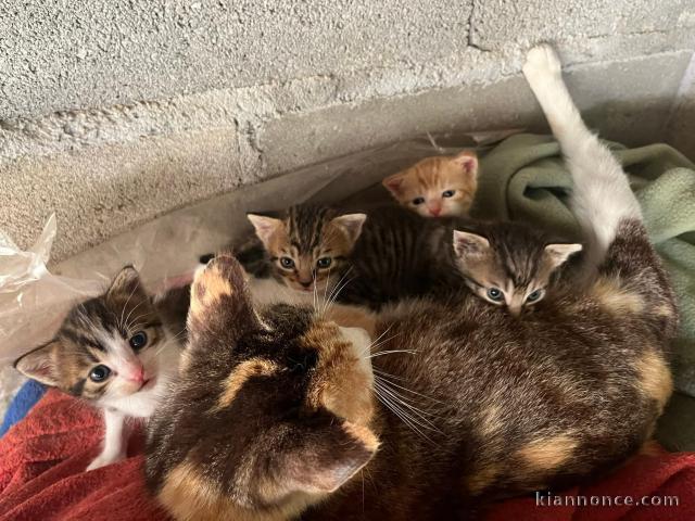 Chaton a donner contre bon soin 