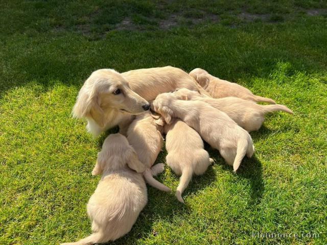 chiot Teckel a donner 