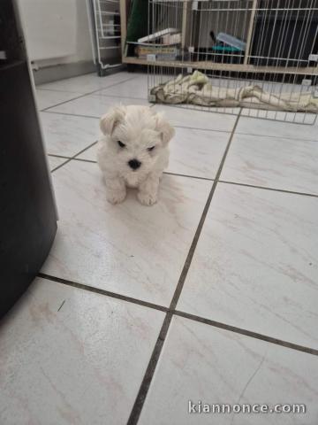 chiots bichon maltais a donner 