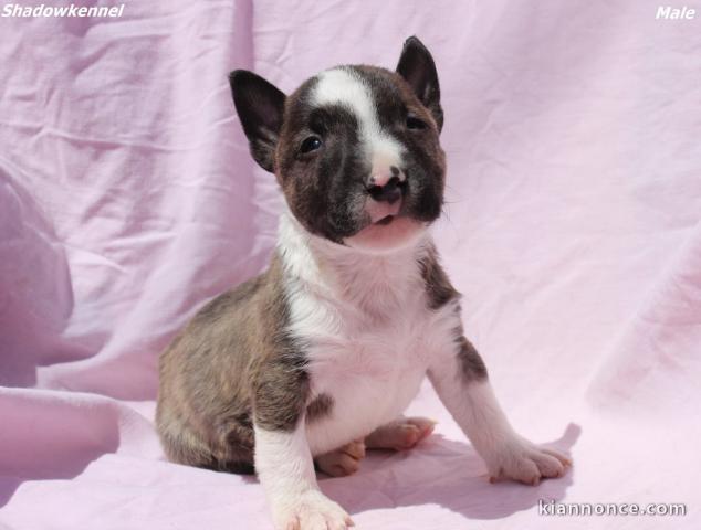 Mini Bull Terrier chiots à vendre