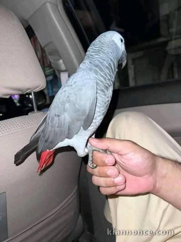 couple perroquet gris du à donner 