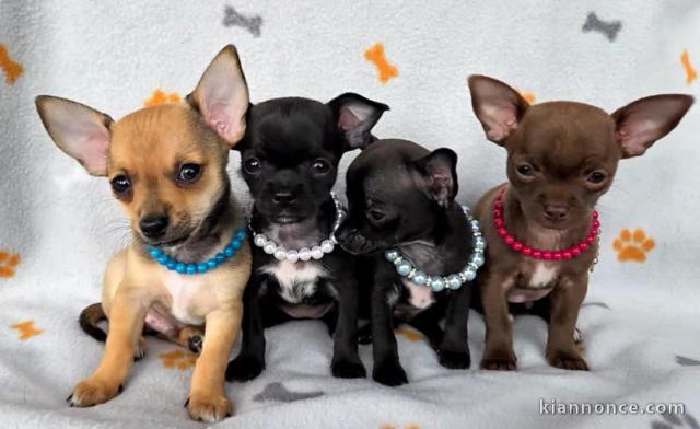 adoption chiot chihuahua disponible 