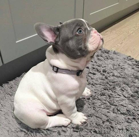 bébé chiot bulldog français a donner mâle 
