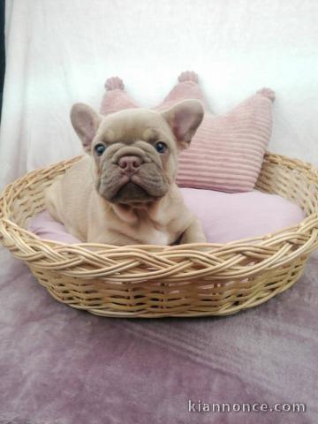 bébé chiot bouledogue français a donner 