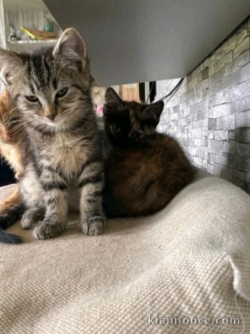 chaton a donner contre bon soin 