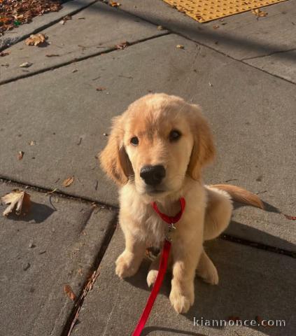 je donne chiot golden retriever mâle 
