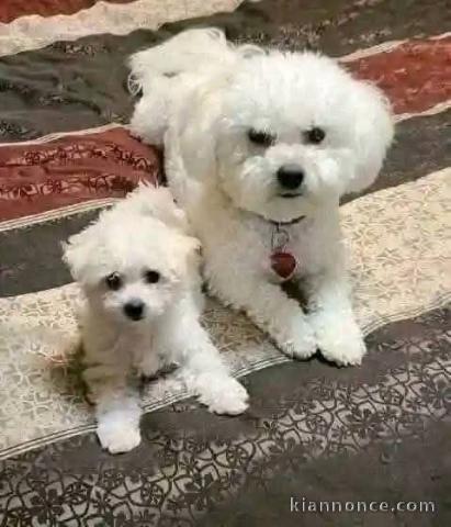 Chiots bichon frisé a donner 