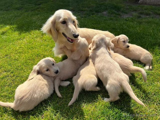 chiots teckel disponible 