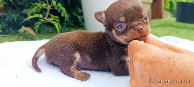 Chiots chihuahua disponible pour adoption 