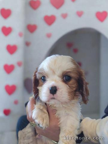 je donne chiot cavalier king charle femelle 