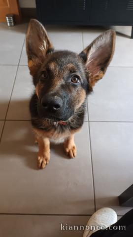 chiots berger allemand disponible pour adoption 