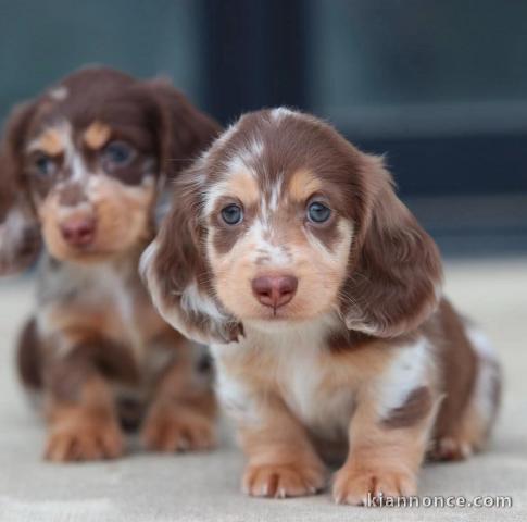 chiots Teckel disponible 