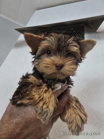 je donne chiot Yorkshire femelle 