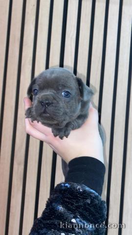 je donne chiot bouledogue français 