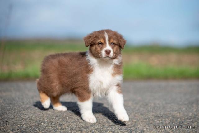 chiots berger australien lof mâle a donner 