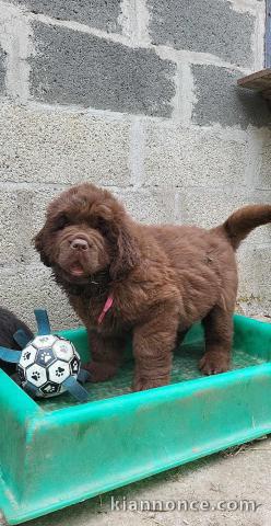 Chiots Terre neuve à donner 